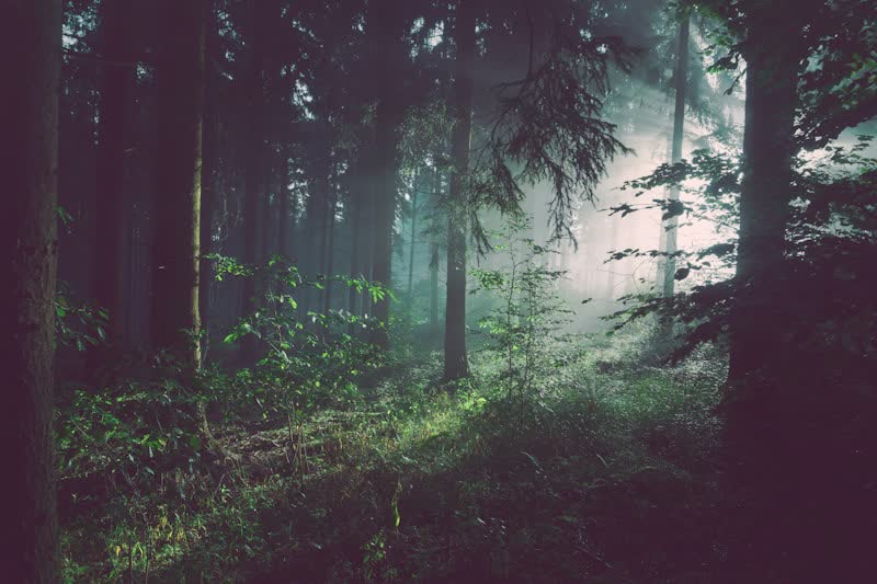 Sucessão ecológica: como a floresta se constrói a si mesma