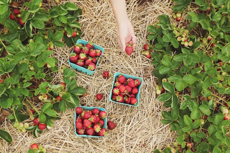 Sistemas agroflorestais: produzir alimentos em biodiversidade